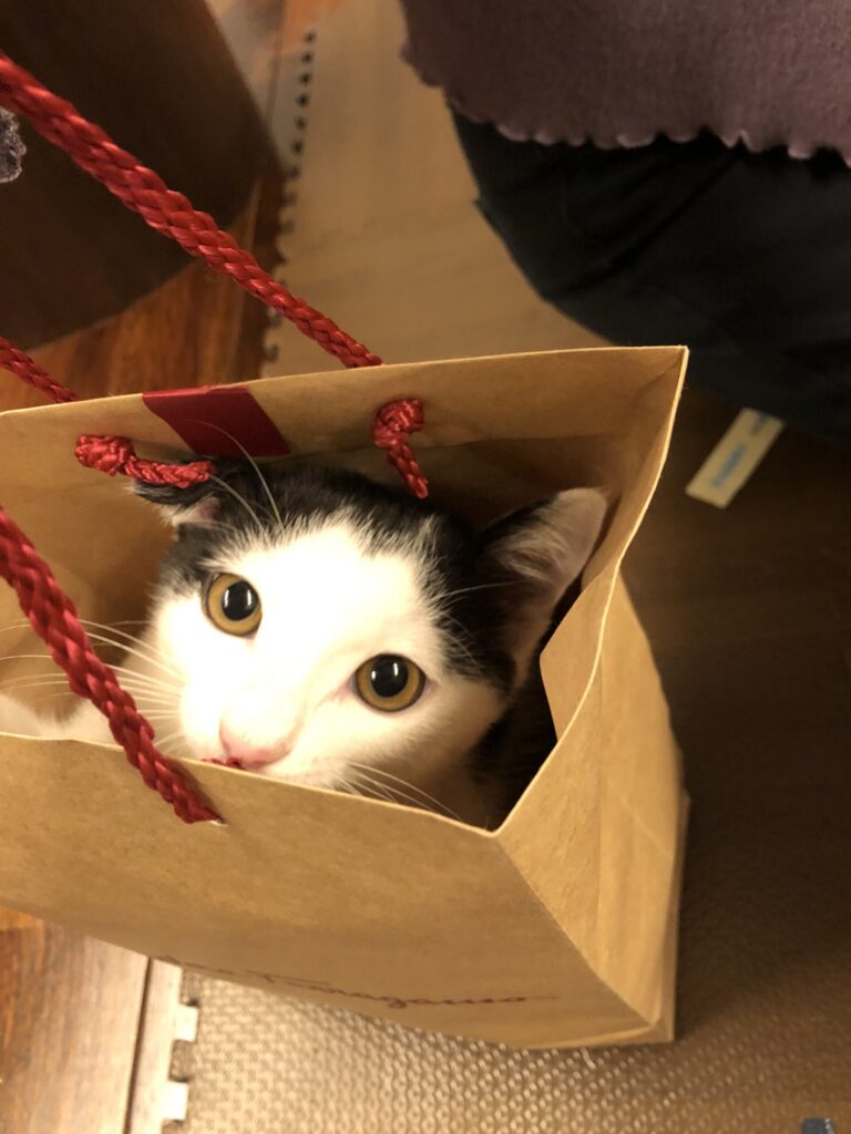 うさぎ美味し、かの山